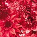 PR-1031 - Ροδοκόκκινο Μεταξωτό Φλοράλ Εμπριμέ 