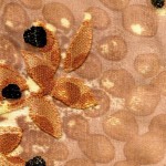 SF-1034A - Ντεβορέ Μουσελίνα με Lurex